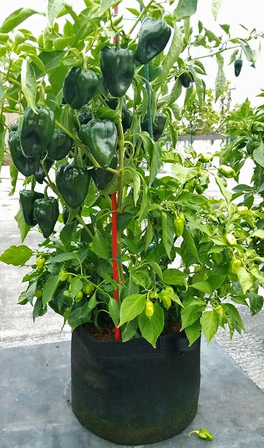 RootEase Garden Planting Fabric Grow Bags, Heavy Duty Durable Fabric Grow Pots, Perfect Harvest Planter, Raised Bed, Eco-Friendly Grow Bags (15 Gallon, Black)