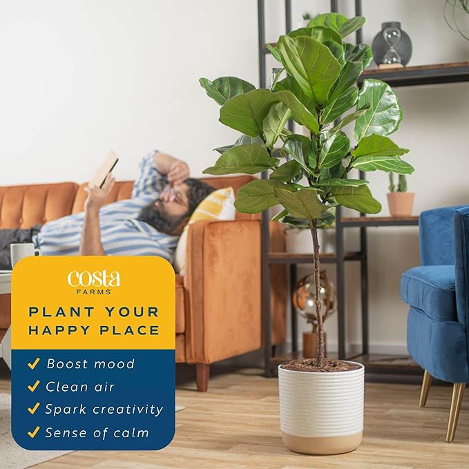 Costa Farms Fiddle Leaf Fig Tree Live Plant in Decorative Pot, Large Indoor Houseplant, Perfect for Home, Room, or Office Decor, Great House Warming or Birthday Gift, 3-4 Feet Tall