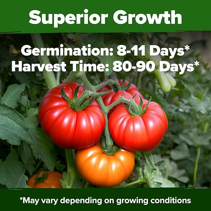 HOME GROWN Beefsteak Tomato Seed Pack - 300 Heirloom Tomato Seeds for Planting Outdoors – High-Yield Non-GMO Vegetable Seeds for Growing Large, Meaty Tomatoes for Summer Dishes (Solanum lycopersicum)