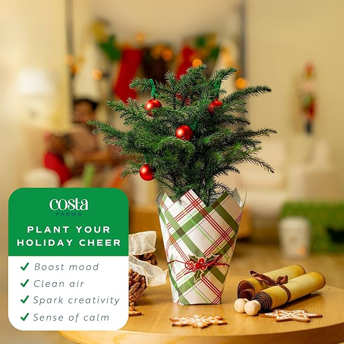 Costa Farms Norfolk Island Pine, Live Christmas Tree Plant in Holiday Gift Wrap Pot, Small Indoor Houseplant, Includes Ornaments, Home, Room, or Office Decor, Decoration, 10-14 Inches Tall
