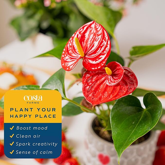 Costa Farms Anthurium, Flamingo Flower Live Plant in Decorative Pot, Air Purifying Flowering Indoor Houseplant, Home, Room, or Office Decor, House Warming or Birthday Gift, 10-14 Inches Tall