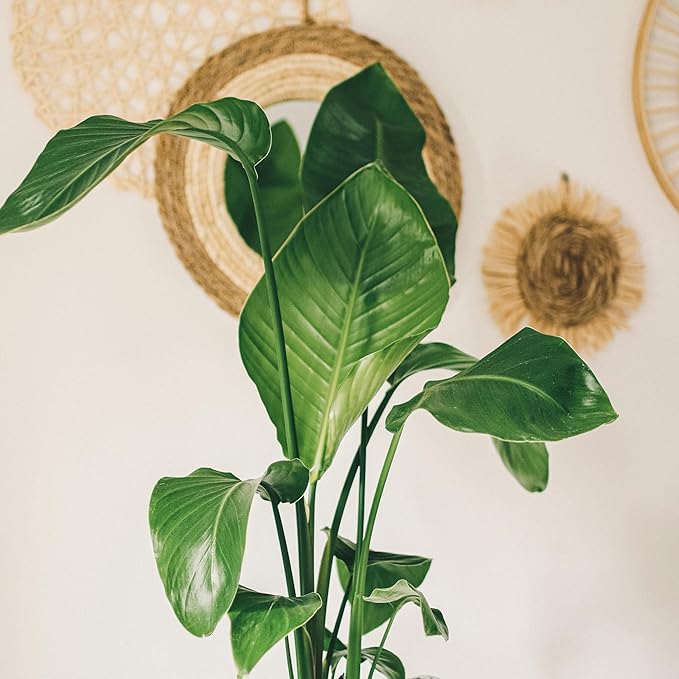 Live White Birds of Paradise Plant - 'White Birds of Paradise' Strelitzia nicolai - ragnaroc Tropical Plant 6-10” Tall - 2ct - Live Arrival Guaranteed - House Plants for Home Decor & Gift