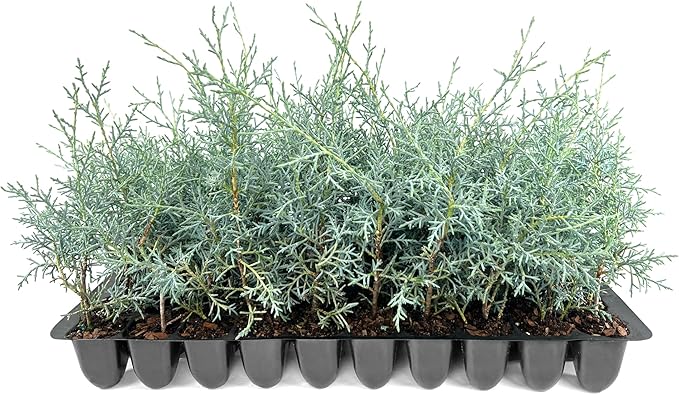 Carolina Sapphire | 30 Live Trees | Cupressus arizonica 'Carolina Sapphire' | Privacy Screen | Fast-Growing Evergreen Plants for Landscaping