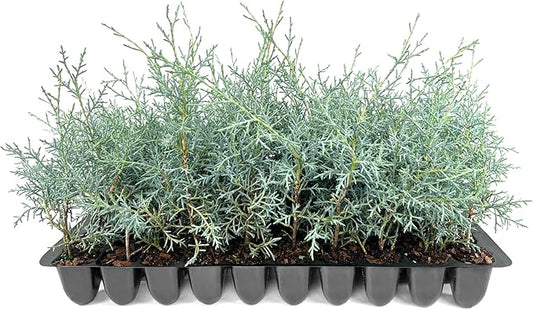 Carolina Sapphire | 30 Live Trees | Cupressus arizonica 'Carolina Sapphire' | Privacy Screen | Fast-Growing Evergreen Plants for Landscaping