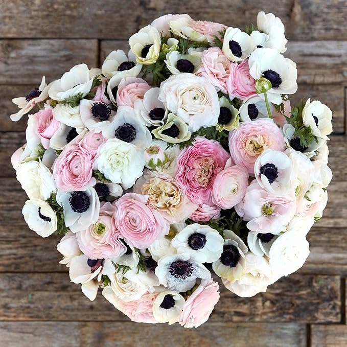 Eden Brothers Anemone & Ranunculus Bulbs- Paris in Spring Collection