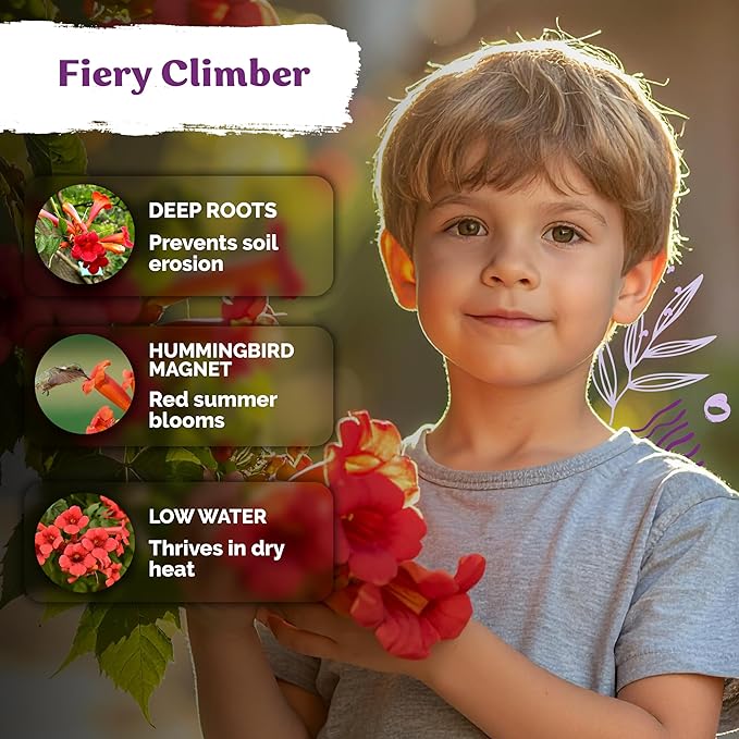 KVITER 100 Red Trumpet Vine Seeds for Planting (Campsis Radicans) – Trumpet Creeper, Organic & Heirloom Hummingbird Vine – Perennial Flower Seeds to Plant Outside – Fences, Trellises & Outdoor Garden