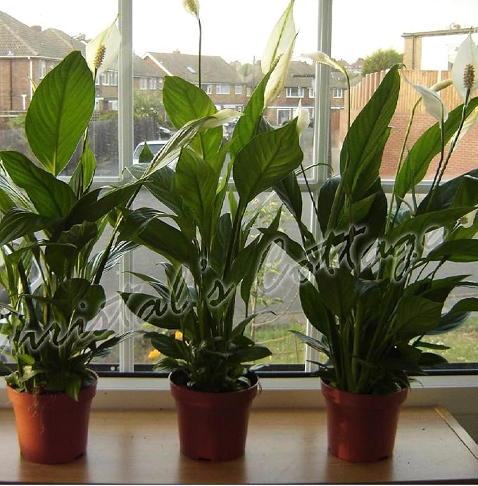 1-Peace Lily Plant - Spathyphyllium - Great House Plant - 6" Pot Unique -from jmbamboo