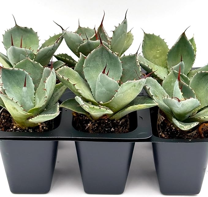 6 Agave Parryi | Live Succulents in 2.5-inch Nursery Cubes | Agave Parryi -truncata Variety | Easy-Care Drought-Tolerant Succulent | Featuring Striking Blue-Gray Compact Leaves for Xeriscapes and Home