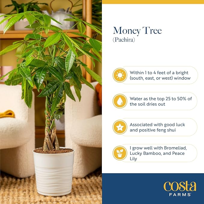 Costa Farms Money Tree Live Plant in Decorative Pot, Air Purifying, Braided Indoor Houseplant, Perfect for Home, Room, or Office Decor, Great House Warming or Birthday Gift, 12-16 Inches Tall