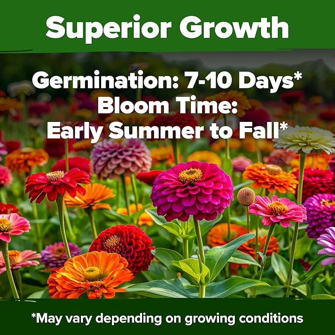 HOME GROWN Zinnia Seeds for 2026 - California Giant Mix - 7,300+ (2 oz) 𝗡𝗢𝗡-𝗚𝗠𝗢 𝗨𝗦𝗔 Plant Wildflower Blooms – Bulk Seeds for Planting Flowers Outside - Pollinator Gardens (Zinnia elegans)