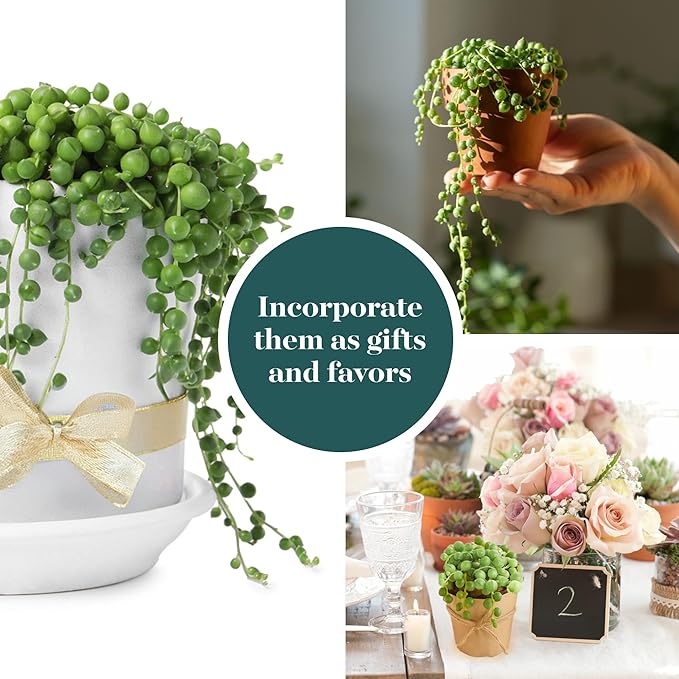 Shop Succulents String of Pearls Succulent Plant 2" Grow Pot Pack of 20