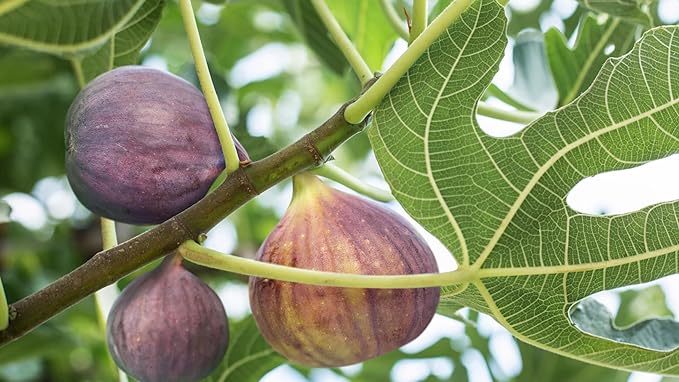 Patio Fruit Plant Variety Pack - 4 Live Starter Plants - One Each of Fig Tree, Blueberry, Pineapple, and Pomegranate - Grower's Choice Starter Plants for Your Edible Garden