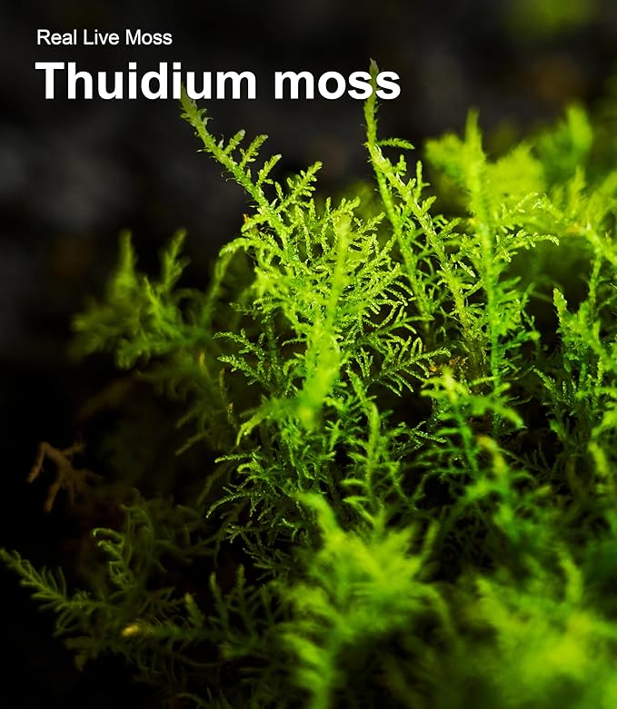 Live Moss – Thuidium Moss (3 Sheets, Each Approx. 3.5"x7") for Terrariums, Bonsai, Plant Decor & Natural Crafts – Naturally Grown, Reusable, Not Artificial