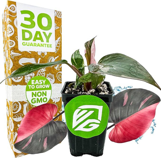 Pink Princess Philodendron - Philodendron erubescens - Wellspring Gardens - Rare Starter Plants - Heart-Shaped Pink for Indoor/Outdoor Planting