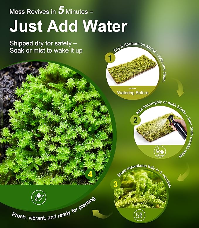 Real Live Moss Variety Pack (Each 3.5"x7"), Decorative Real Moss for Terrariums, Mini Gardens, Potted Plants & Bonsai – Naturally Grown, Reusable, Not Artificial