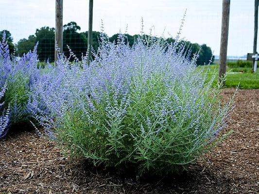 Greenwood Nursery: Live Perennial Plants - Russian Sage 'Little Lace' + Perovskia Atriplicifolia - [Qty: 2X Pint Pots] - (Click for Other Available Plants/Quantities)