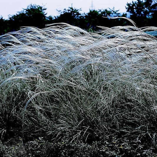 Outsidepride Early Hybrids Miscanthus Sinensis Seeds - 1,000 Pcs. Perennial, Drought & Heat Tolerant, Chinese Silver Ornamental Grass, Tall Growth, Low Maintenance for Landscaping & Privacy Screens