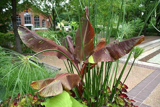 Siam Ruby Banana Tree - 4 Live Starter Plants - Musa - Edible Fruit Bearing Tree for The Patio and Garden