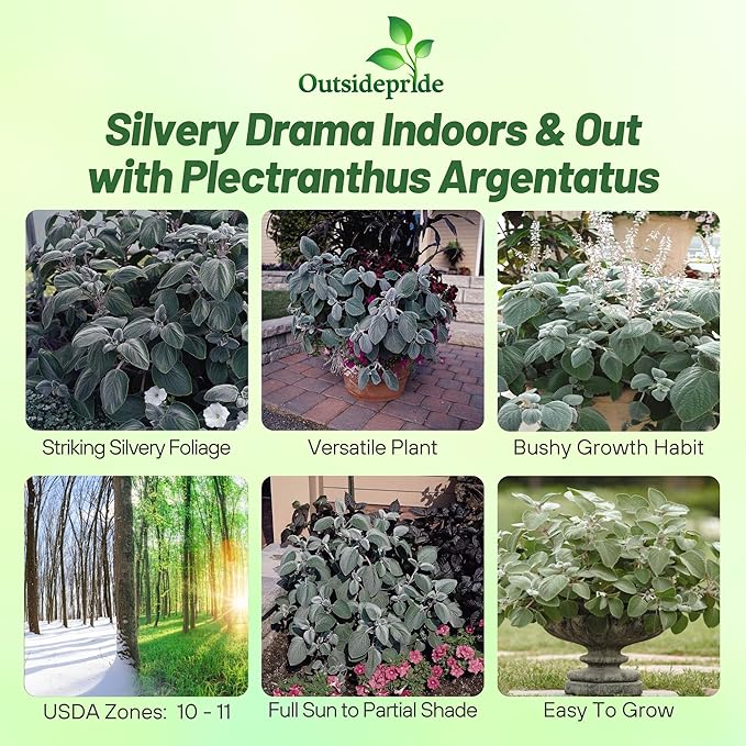 Outsidepride Silver Shield Plectranthus Seeds - 30 Pcs Perennial, Shade-Adapted, Heat-Friendly Plant Seeds for Outdoor Perennials, Attractive Silvery Foliage & Low Maintenance Garden Plants