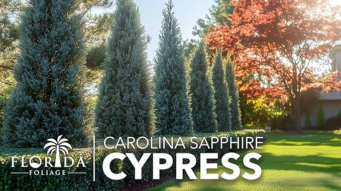 Carolina Sapphire | 3 Live Trees | Cupressus arizonica 'Carolina Sapphire' | Privacy Screen | Fast-Growing Evergreen Plants for Landscaping