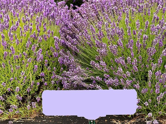Greenwood Nursery: Live Perennial Plants - Royal Velvet Lavender + Lavandula Angustifolia - [Qty: 5X Pint Pots] - (Click for Other Available Plants/Quantities)