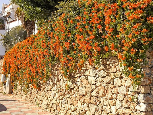 Greenwood Nursery: Live Perennial Plants - Tangerine Beauty Vine + Bignonia Capreolata - [Qty: 10x Pint Pots] - (Click for Other Available Plants/Quantities)