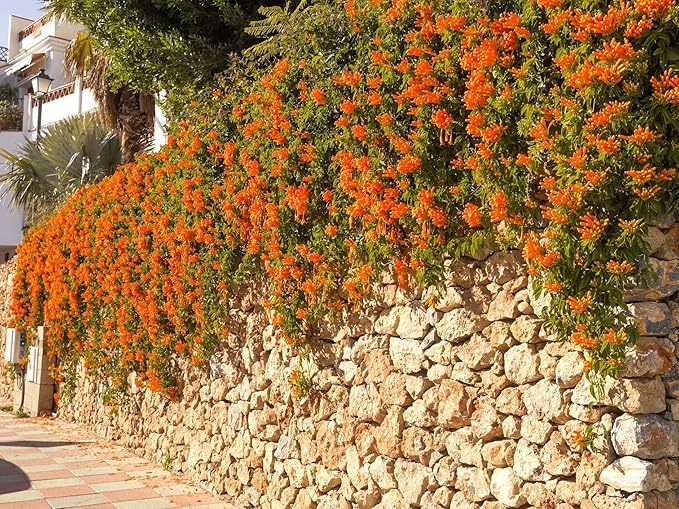 Greenwood Nursery: Live Perennial Plants - Tangerine Beauty Vine + Bignonia Capreolata - [Qty: 5X Pint Pots] - (Click for Other Available Plants/Quantities)