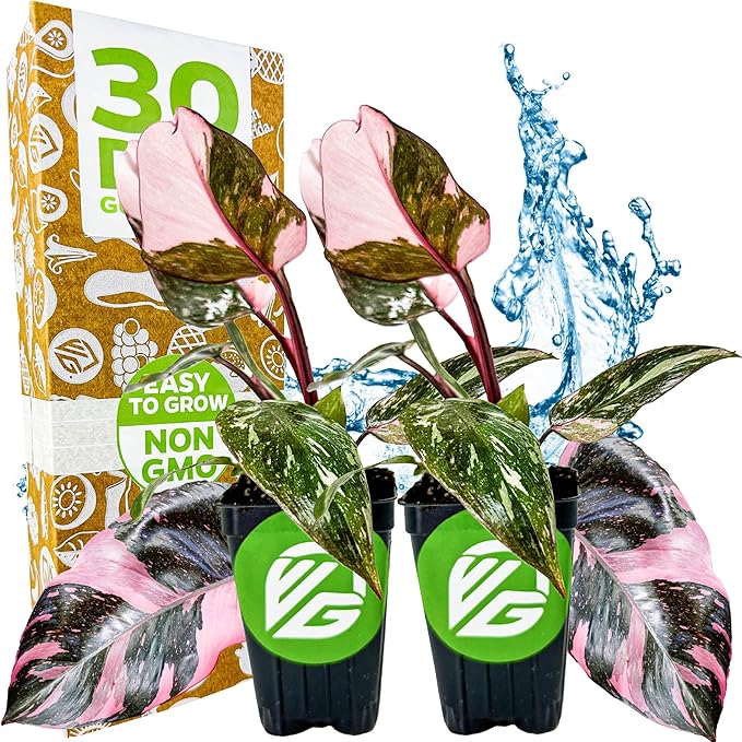 Marble Galaxy Philodendron - Philodendron erubescens by Wellspring Gardens - Variegated Starter Plant - Rare House Plants - Heart-Shaped Pink Plant for Indoor/Outdoor Use (2-Pack)