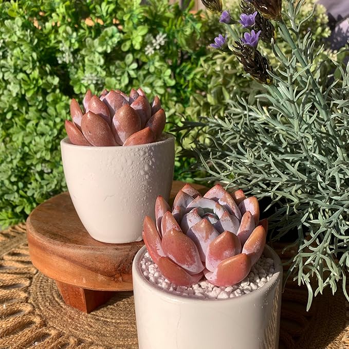 FWPP Live Succulents Plants Echeveria Sang-A 4.3 inches,Rare Succulents Bare Root Without Pot Soil, Live Plants Indoor Office Decoration Wedding and Gift