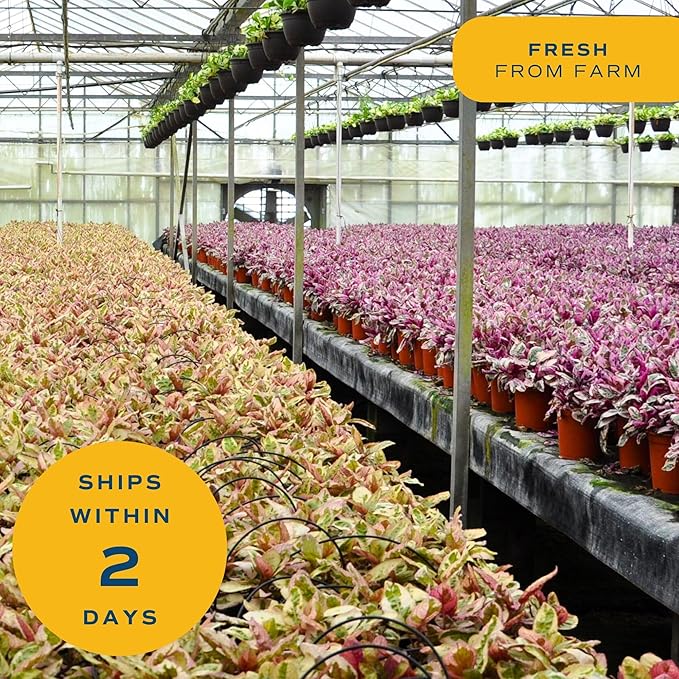 Costa Farms Live Indoor Plants in Decorative Pots, Easy to Maintain, Air Purifying Houseplants, Assorted Varieties, Room or Home Decor, House Warming Gift, 8-12 Inches Tall, Pack of 3