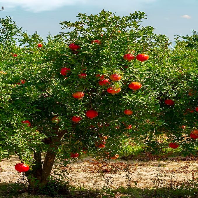 Eversweet Pomegranate Tree Live Plant – Seedless Sweet Pomegranate Plant for Home Garden, Orchard & Outdoor Growing, Hardy Fruit Trees for Sale (3 Gallon/Potted/Set of 2 Plants)