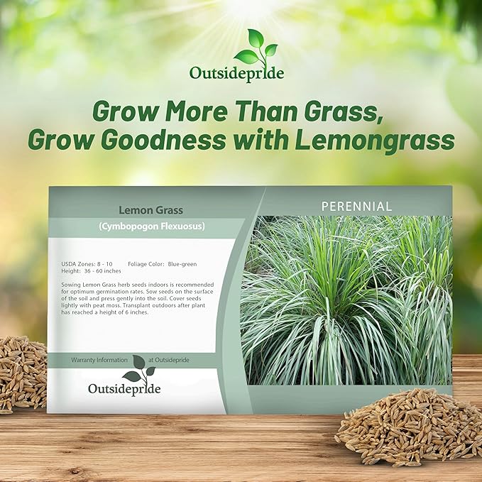 Outsidepride Lemon Grass Seeds for Planting - 1000 Perennial Seeds, Mosquito Repellent, Deer Proof, Citronella Grass for Culinary and Ornamental Use, Blue-Green Foliage, Lemon Grass Live Plant