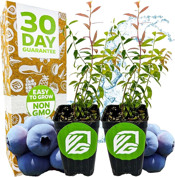 Wellspring Gardens Blueberries Live Plants - Blueberries Starter Plants - Garden Starter (Darrow 2-Pack, Blueberry)
