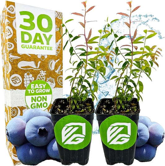 Wellspring Gardens Blueberries Live Plants - Blueberries Starter Plants - Garden Starter (Darrow 2-Pack, Blueberry)