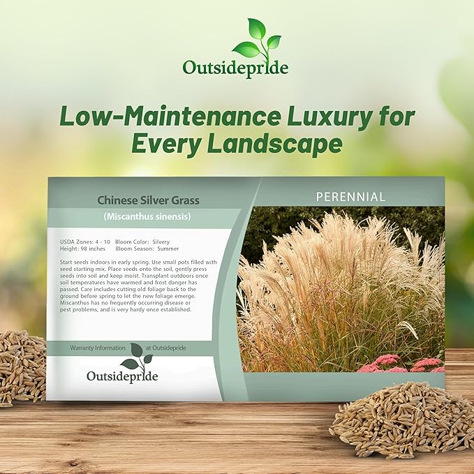 Outsidepride New Hybrids Miscanthus Sinensis Seeds - 250 Pcs. Perennial, Drought & Heat-Resistant, Chinese Silver Ornamental Grass, Tall Growth, Low Maintenance for Landscaping & Privacy Screens