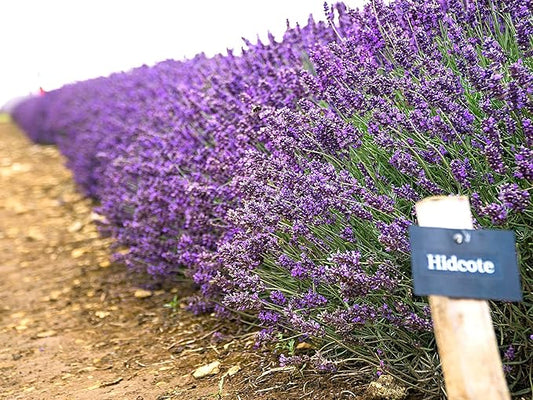 Greenwood Nursery: Live Perennial Plants - Hidcote Blue Lavender + Lavandula Angustifolia - [Qty: 2X Pint Pots] - (Click for Other Available Plants/Quantities)
