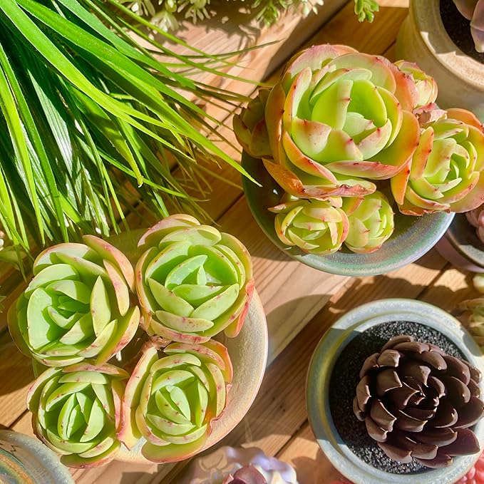 FWPP Live Succulents Plants Echeveria Peach Pride 3 inches,Rare Succulents Bare Root Without Pot Soil, Live Plants Indoor Office Decoration Wedding and Gift