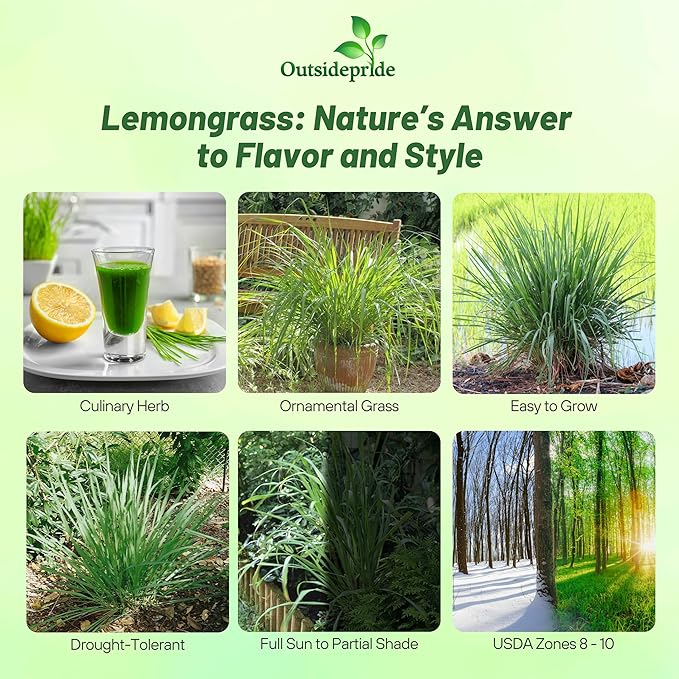Outsidepride Lemon Grass Seeds for Planting - 2000 Perennial Seeds, Mosquito Repellent, Deer Proof, Citronella Grass for Culinary and Ornamental Use, Blue-Green Foliage, Lemon Grass Live Plant