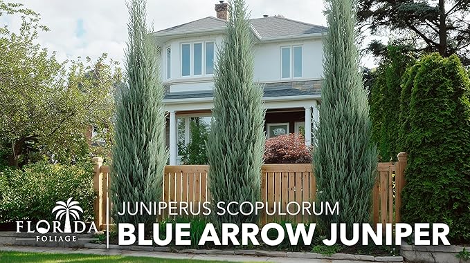 Blue Arrow Juniper | 3 Large Gallon Size Plants | Juniperus Scopulorum | Fast Growing Privacy Screen, Outdoor Evergreen Shrub, Narrow Columnar Shape, Low Maintenance Landscape, Drought Tolerant