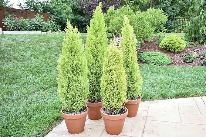 Lemony Christmas Tree. Lemon Cypress 'Goldcrest' (Cupressus Macrocarpa) - Vibrant Yellow-Green Foliage, Citrus Scent, Indoor/Outdoor (4 Cypress-Lemon Cups)