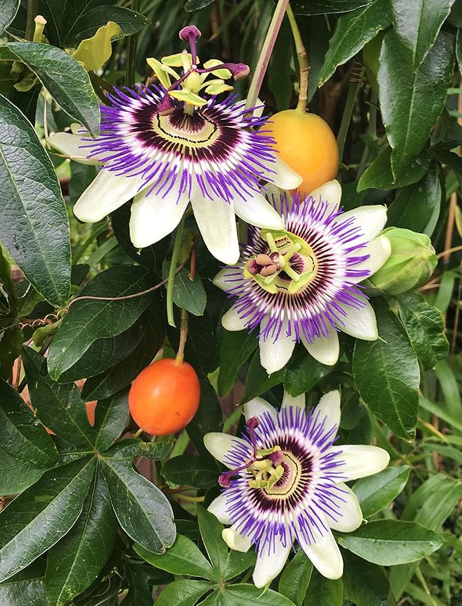 Passion Fruit Plant - Live Plant in a 4 Inch Growers Pot - Edible Fruit Bearing Vine for The Patio and Garden