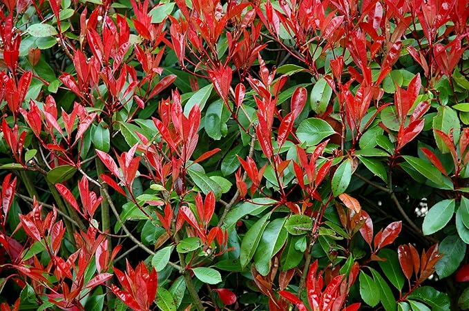 Red Tip | 3 Large Gallon Size Plants | Photinia Fraseri | Evergreen Shrub, Fast Growing Privacy Hedge, Year-Round Color, Low Maintenance, Ornamental Foliage, Ideal for Landscaping, Dense Growth