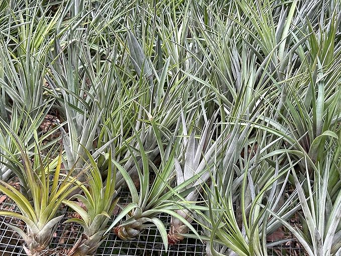 ragnaroc Air Plants - Tillandsia Fasciculata Tricolor, Large 4-6" - 2ct - Live Arrival Guaranteed - House Plants for Home Decor & Gift