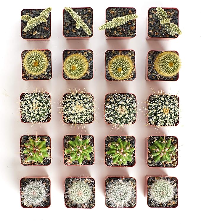 Shop Succulents Premium Live Mini Cactus Plants in Bulk 2" Pots, Easy Care Indoor or Outdoor Gardening, Terrariums, Favors, & Contemporary Spaces with Hardy, Resilient Varieties, Pack of 40