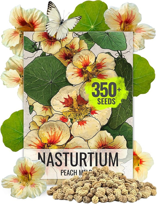 Seed Needs Nasturtium Seeds Peach Melba Variety | 350+ Seeds Tropaeolum Nanum Annual Flower Seed | Edible Flowers Peach Multicolored Blooms | Bulk Nasturtiums Flowering Seed Garden Favorite