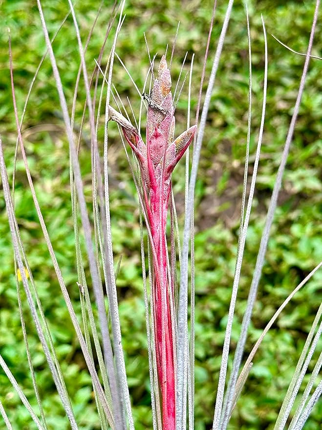ragnaroc Air Plants - Tillandsia Juncea, Jumbo 8-12" - 5ct - Live Arrival Guaranteed - House Plants for Home Decor & Gift