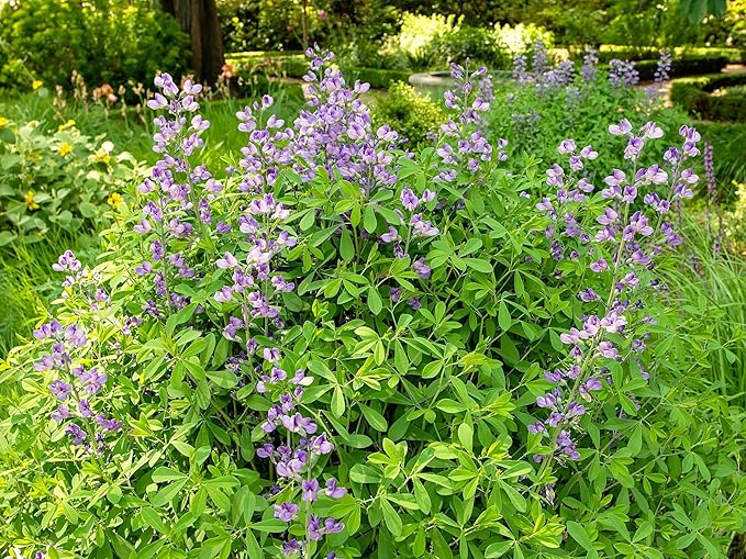 Greenwood Nursery: Live Perennial Plants - Blue False Indigo + Baptisia Australis - [Qty: 2X Pint Pots] - (Click for Other Available Plants/Quantities)