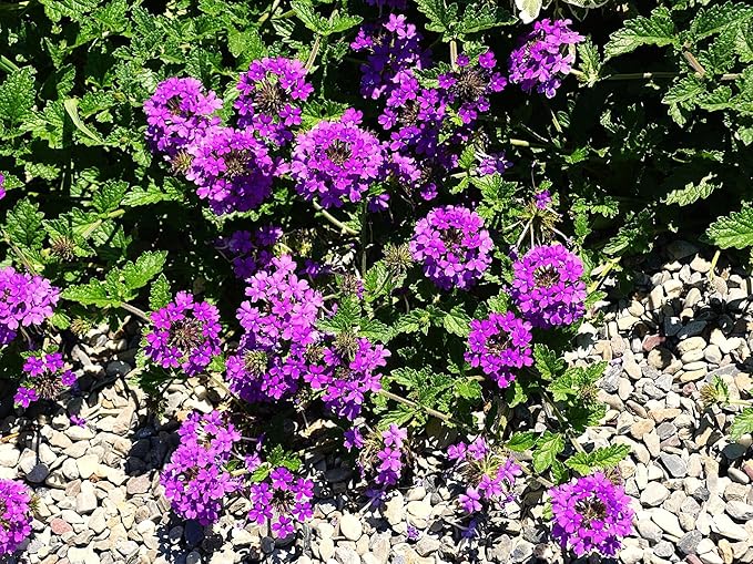 Greenwood Nursery: Live Perennial Plants - 'Homestead Purple' + Verbena Canadensis - [Qty: 10x Pint Pots] - (Click for Other Available Plants/Quantities)