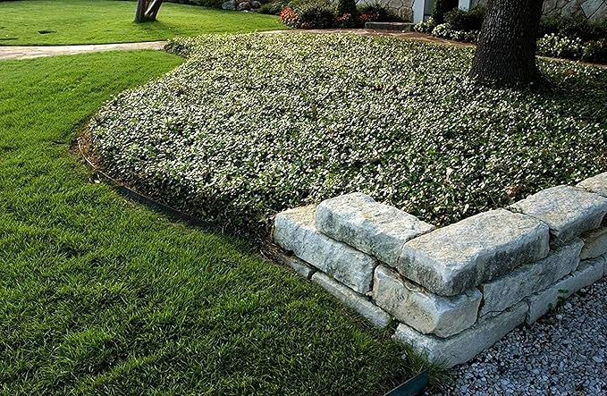 Asiatic Jasmine Minima | 3 Large Gallon Plants | Trachelospermum Asiaticum | Ground Cover, Fast Growing, Low Maintenance Evergreen, Cold Hardy, Drought Tolerant, Dense Growth, Landscaping