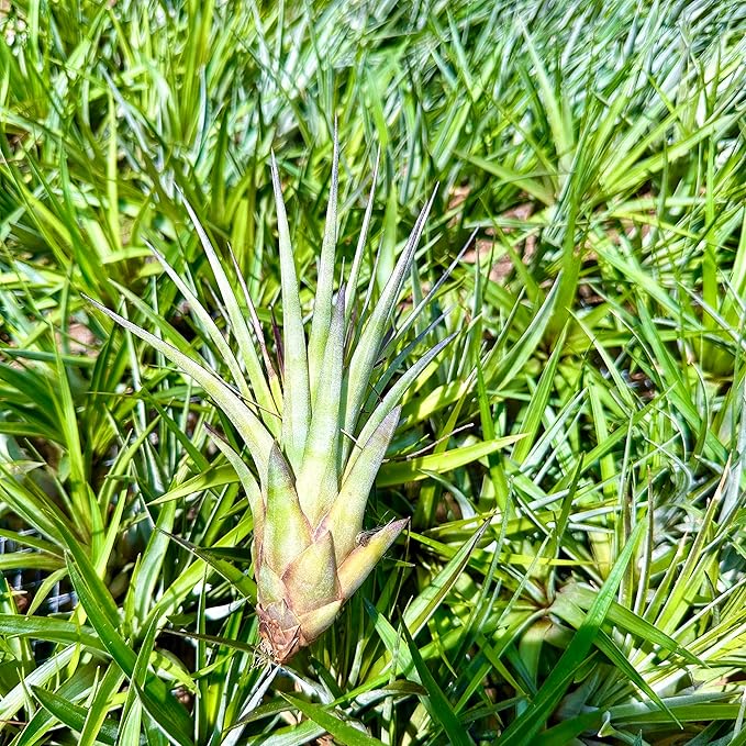 ragnaroc Air Plants - Tillandsia Fasciculata Tricolor, Large 4-6" - 5ct - Live Arrival Guaranteed - House Plants for Home Decor & Gift